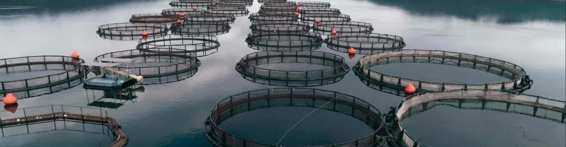 Ultra Fish